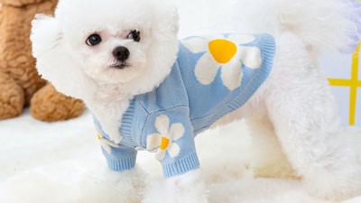 🐶 🌸 강아지 꽃 니트 가디건 후기: 멍뭉미 UP! (솔직 후기 & 꿀팁)